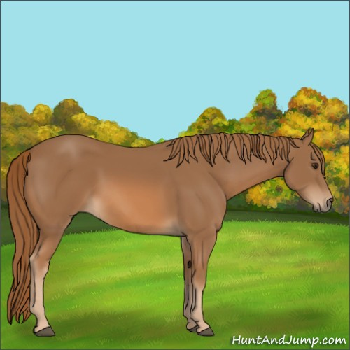 Horse Color:Chestnut 