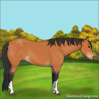 Horse Color:Bay 