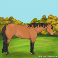 Horse Color:Bay 
