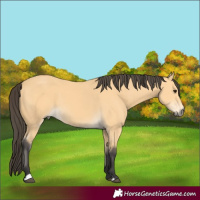 Horse Color:Buckskin 