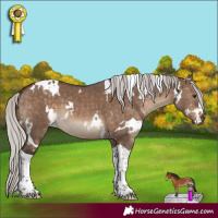 Horse Color:White Spotted Silver Brown Dun Tobiano