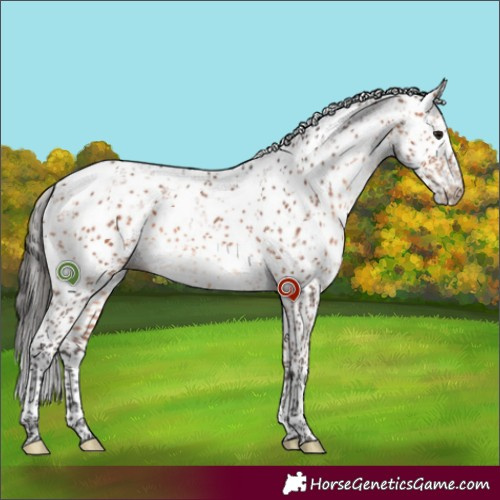 Horse Color:Bay Sabino 