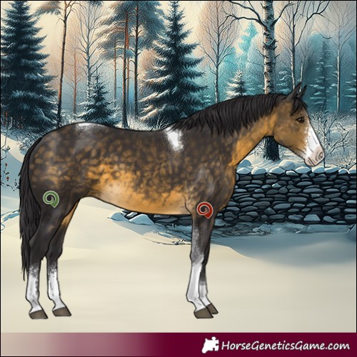 Horse Color:Buckskin Sabino Tobiano 