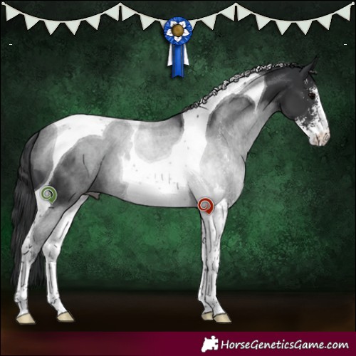 Horse Color:Black Sabino Tobiano 