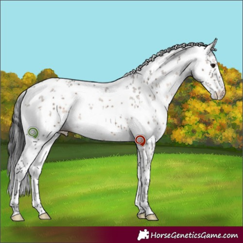 Horse Color:Brown Dun Sabino 