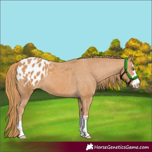 Horse Color:Chestnut Varnish 