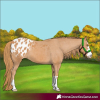 Horse Color:Chestnut Appaloosa 