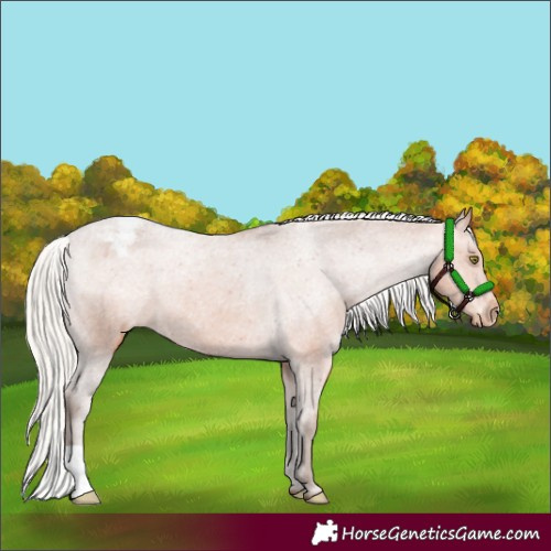Horse Color:Silver Bay Varnish 