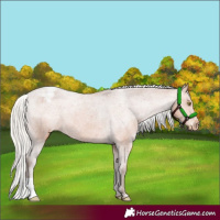 Horse Color:Silver Bay Appaloosa 