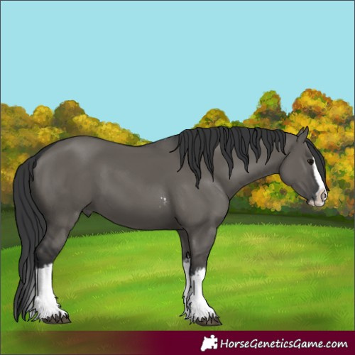 Horse Color:Grullo Sabino Splash and Grullo Sabino Splash