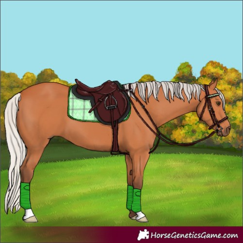 Horse Color:Silver Bay 