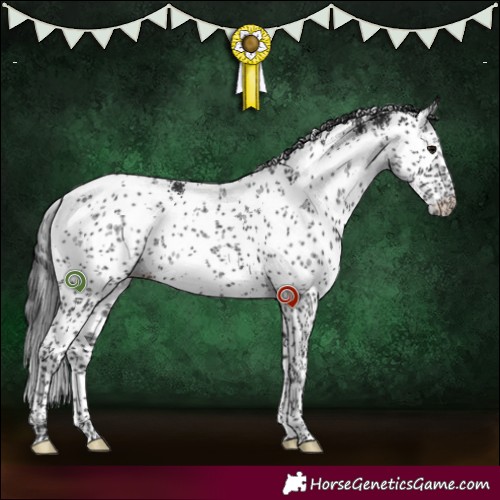 Horse Color:White Spotted Black Sabino Rabicano 