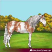 Horse Color:White Spotted Silver Bay