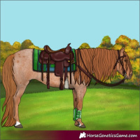 Horse Color:Red Roan 