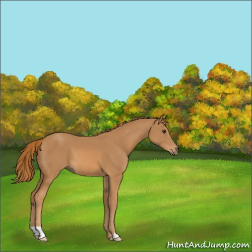 Horse Color:Chestnut 