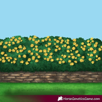 Horse Color:Chestnut Appaloosa