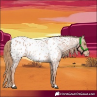 Horse Color:Red Roan Appaloosa 