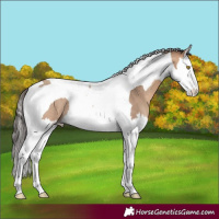 Horse Color:Amber Champagne Splash Tobiano Rabicano 