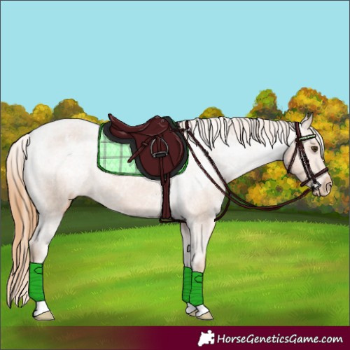 Horse Color:Chestnut Varnish