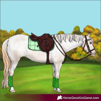 Horse Color:Chestnut Appaloosa 