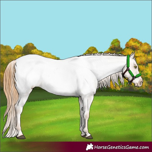 Horse Color:Red Roan Near Fewspot 