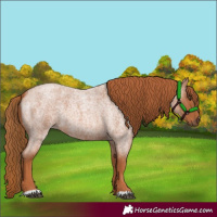 Horse Color:Red Roan 