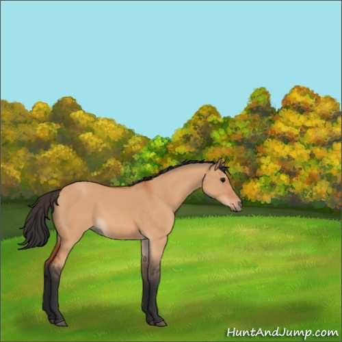 Horse Color:Bay Dun 