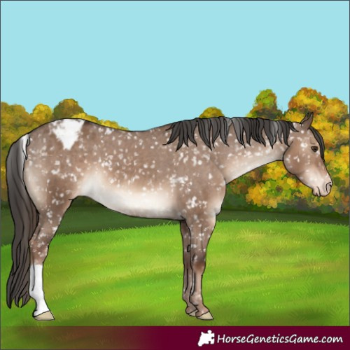 Horse Color:Liver Red Dun Appaloosa 