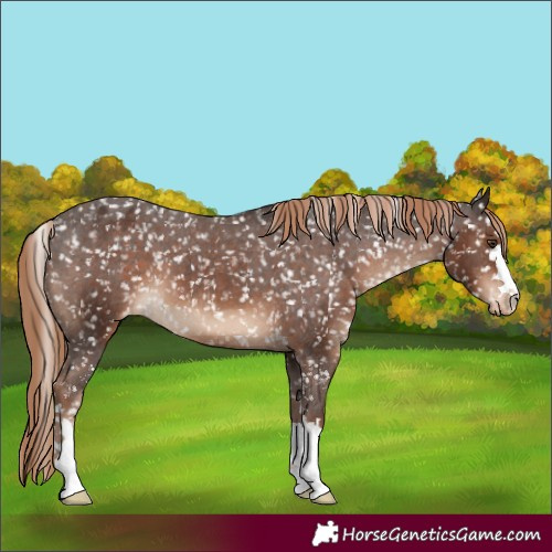 Horse Color:Liver Chestnut Appaloosa 