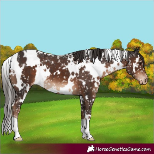 Horse Color:White Spotted Liver Chestnut Appaloosa 