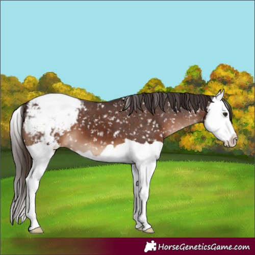 Horse Color:Liver Chestnut Splash Appaloosa 