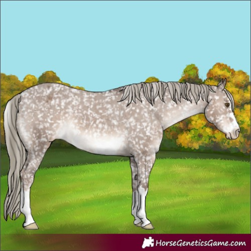 Horse Color:Liver Red Dun Mushroom Appaloosa 