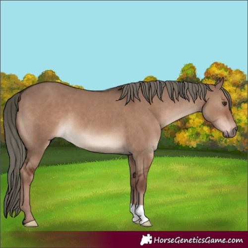 Horse Color:Liver Red Dun Mushroom 