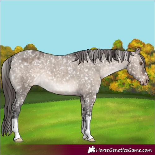 Horse Color:Brown Dun Mushroom Appaloosa 