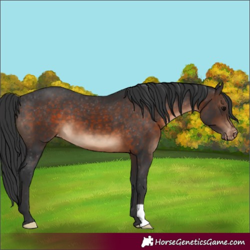 Horse Color:Brown Appaloosa 