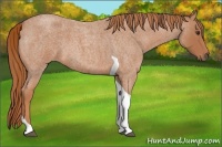 Horse Color:Red Roan Tobiano 