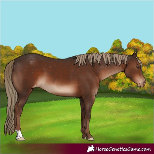 Horse Color:Liver Chestnut Appaloosa 