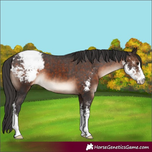 Horse Color:Brown Mushroom Sabino Appaloosa 