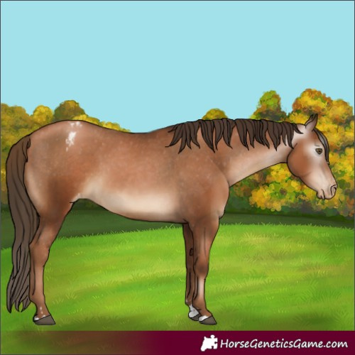 Horse Color:Gray Liver Chestnut Pearl Appaloosa 