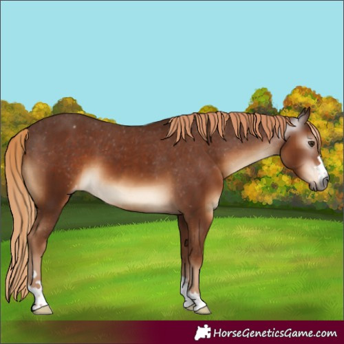 Horse Color:Gray Chestnut Appaloosa