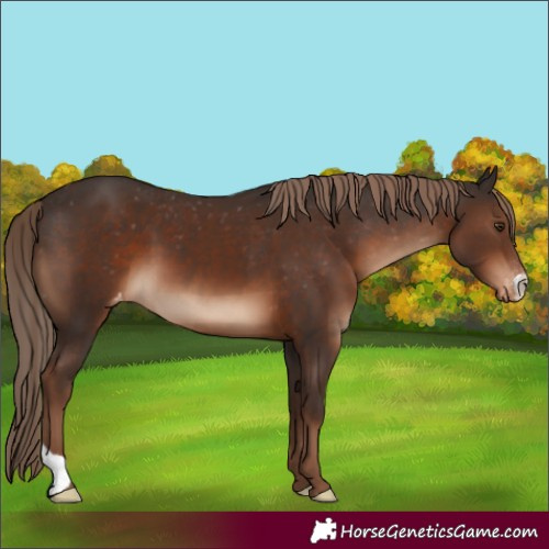 Horse Color:Liver Chestnut Appaloosa