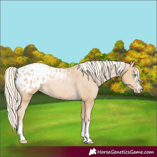 Horse Color:Palomino Pearl Appaloosa 