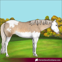 Horse Color:Chocolate Palomino Mushroom Splash Appaloosa 
