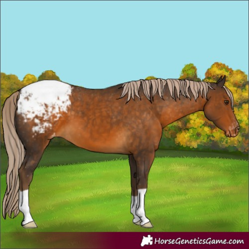 Horse Color:Chocolate Palomino Appaloosa 