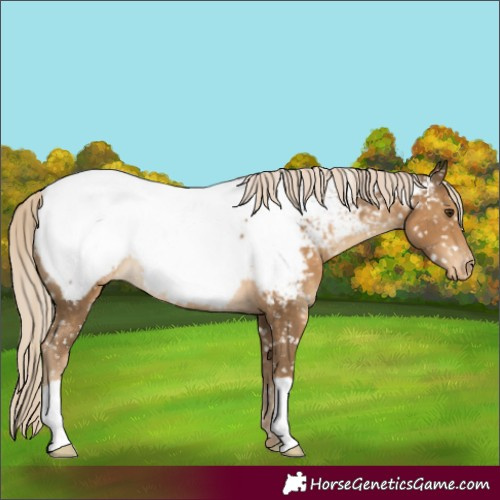 Horse Color:Chocolate Palomino Appaloosa 