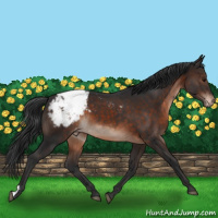 Horse Color:Brown Mushroom Appaloosa 