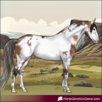 Horse Color:White Spotted Bay Frame 