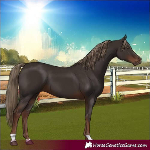 Horse Color:Liver Chestnut 