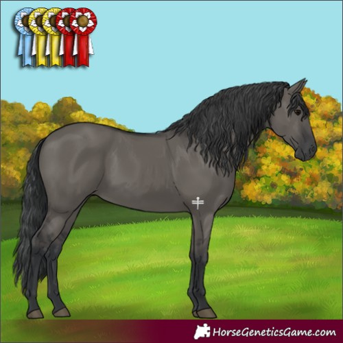 Horse Color:Grullo Rabicano 