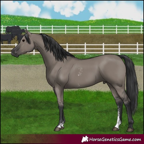 Horse Color:Grullo Sabino Rabicano 